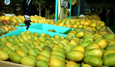  Visitors at Hamba Exhibition exploring fresh Pakistani mangoes